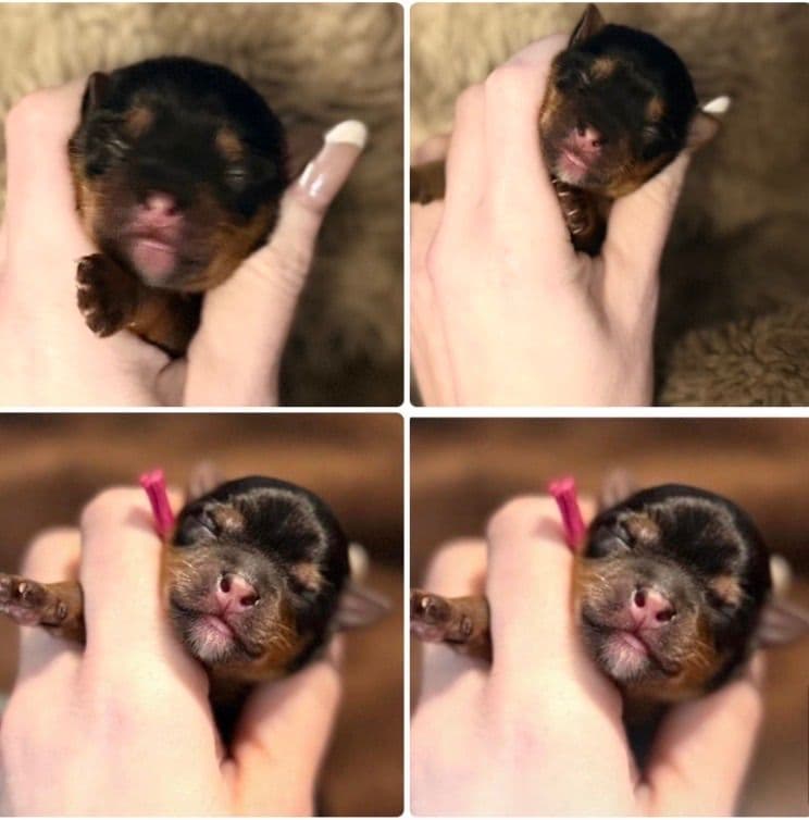 Yorkshire Terrier Puppies breeder image 3