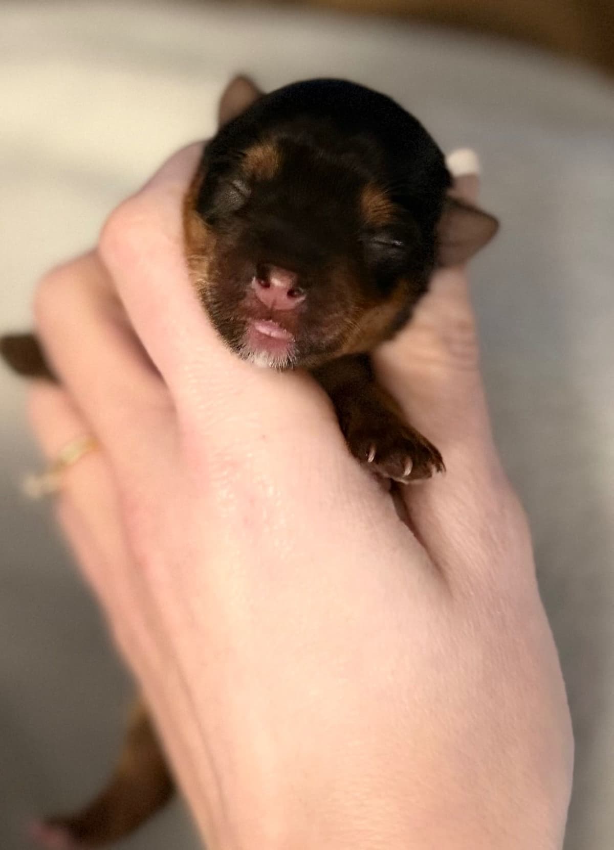 Yorkshire Terrier Puppies breeder image 6