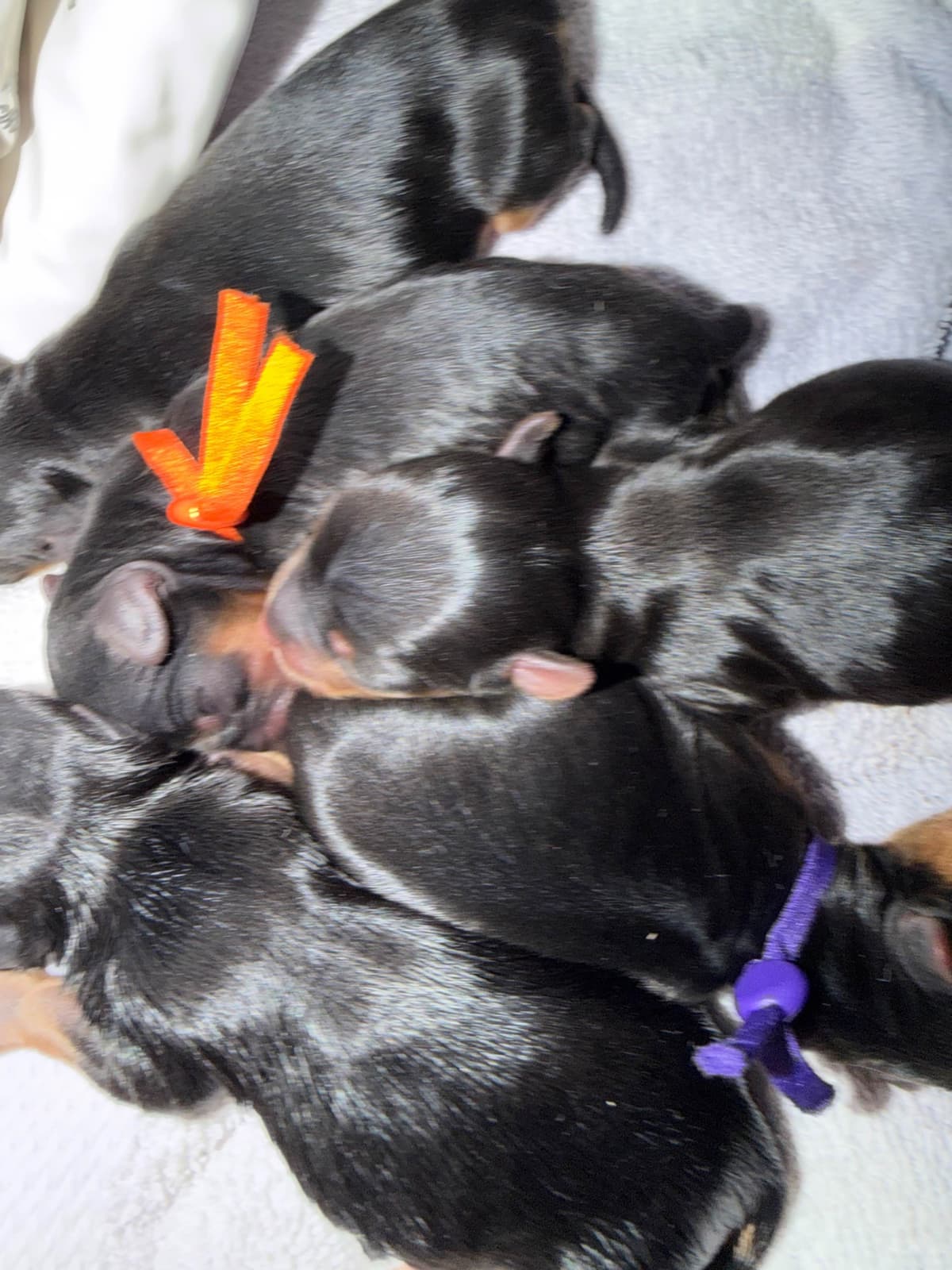 Yorkshire Terrier Puppies breeder image 7