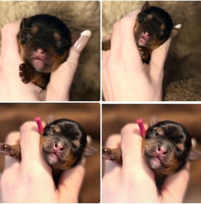 Yorkshire Terrier Puppies media 2