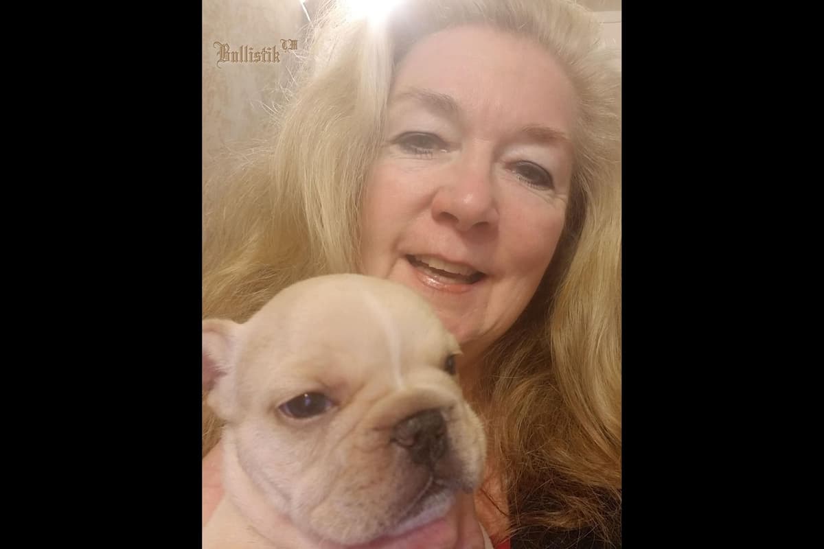 French Bulldog Puppies breeder image 4