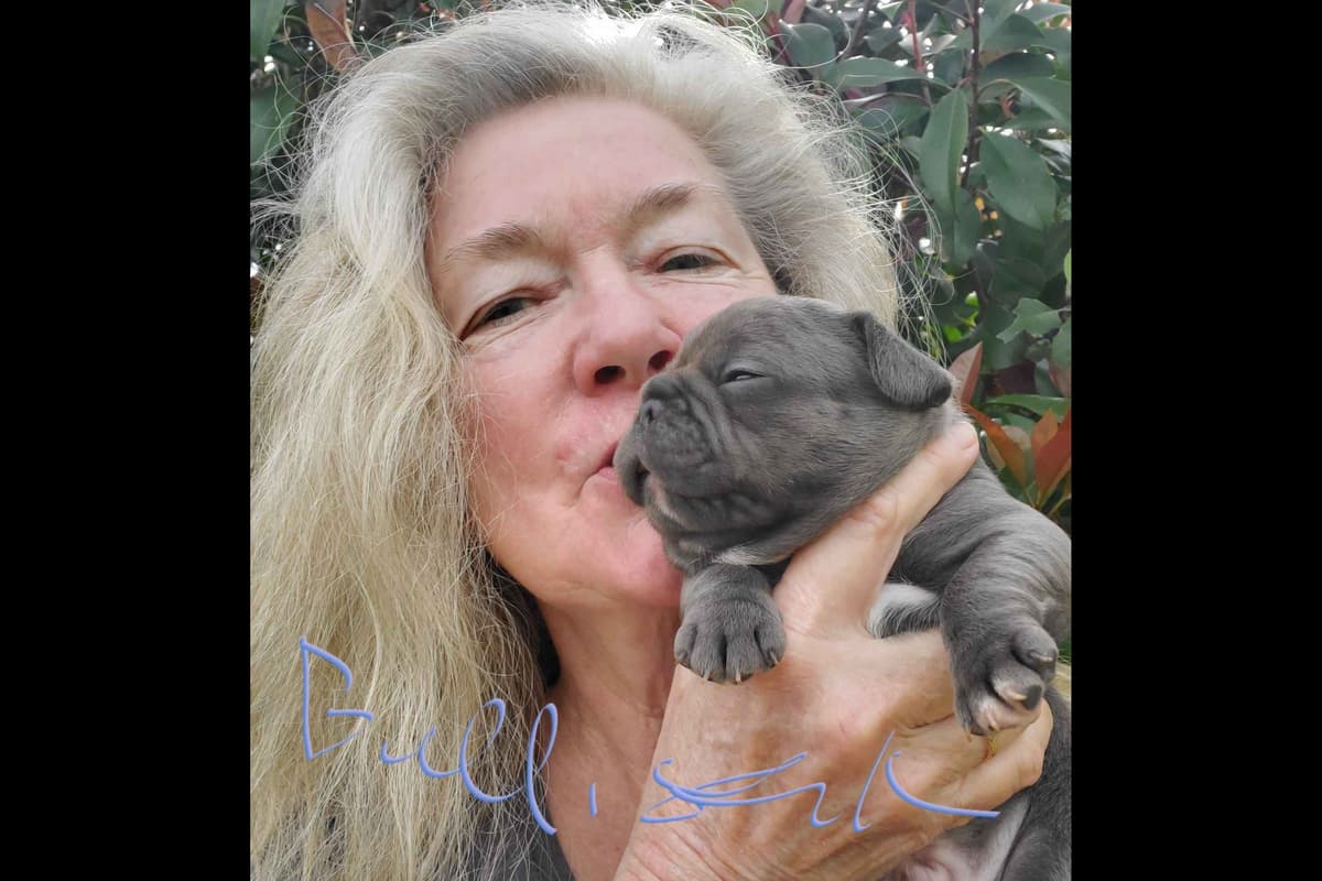 French Bulldog Puppies breeder image 6