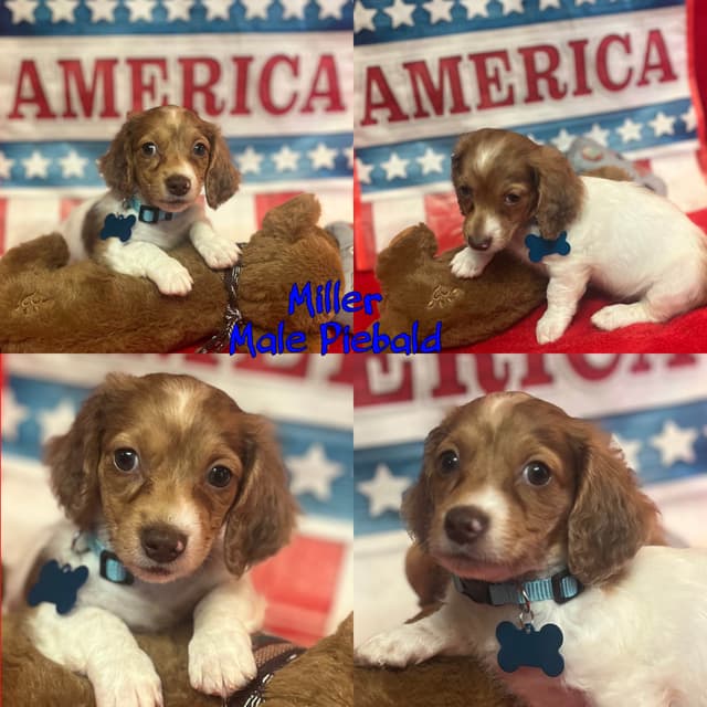 Dachshund Puppies media 2