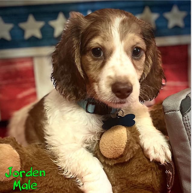 Dachshund Puppies media 3