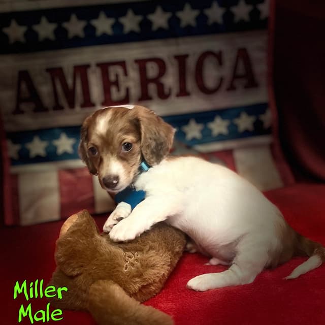 Dachshund Puppies media 6