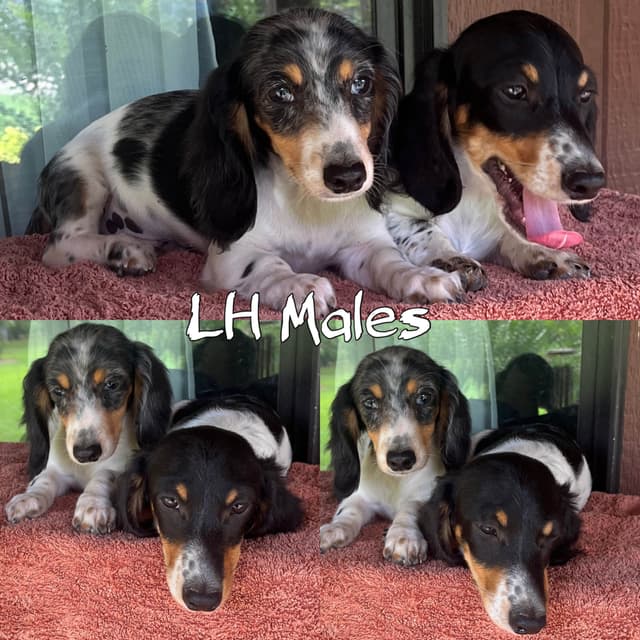 Dachshund Puppies media 2
