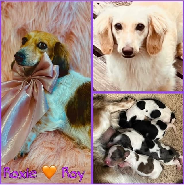 Dachshund Puppies media 3