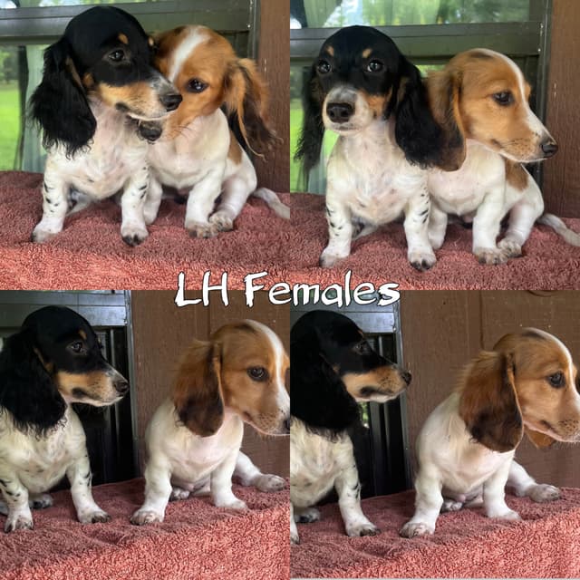 Dachshund Puppies media 4