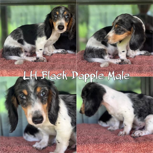 Dachshund Puppies media 5