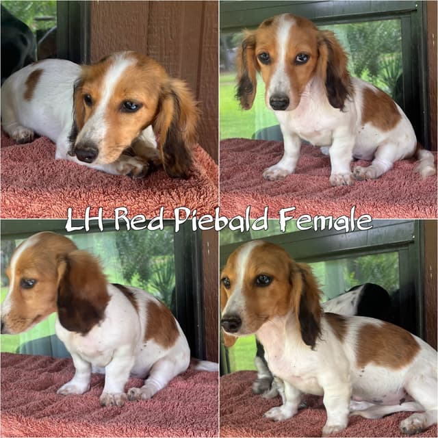 Dachshund Puppies media 6