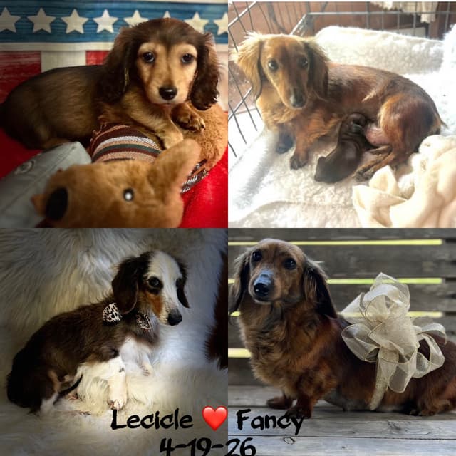 Dachshund Puppies media 2