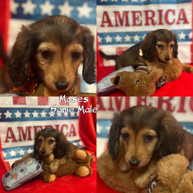Dachshund Puppies media 3