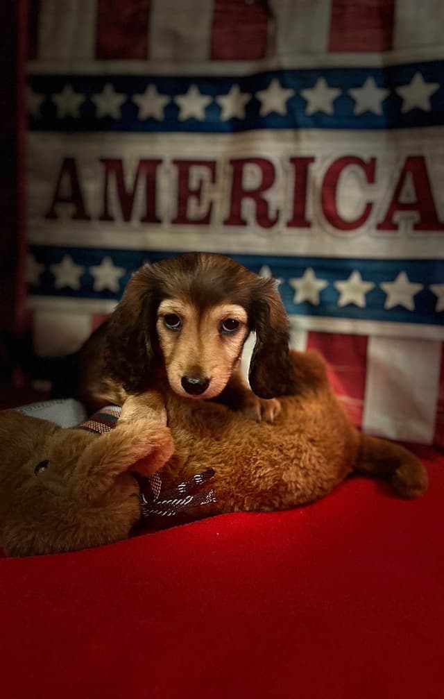 Dachshund Puppies media 4