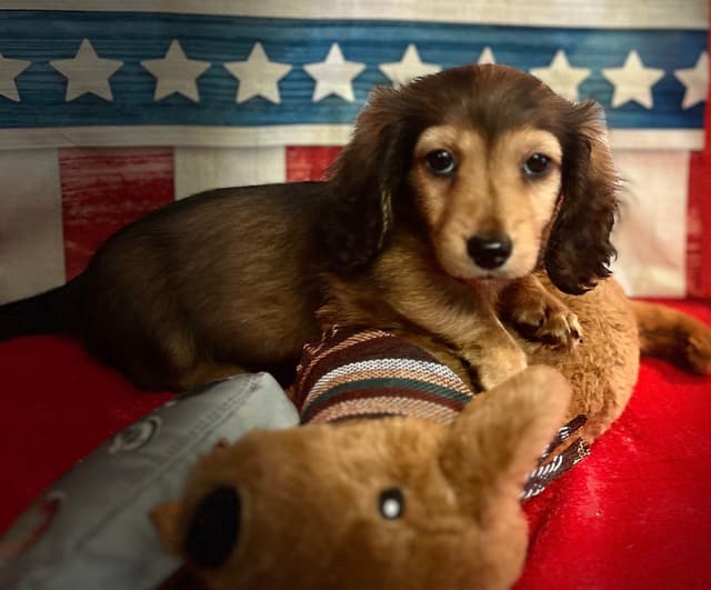 Dachshund Puppies media 5