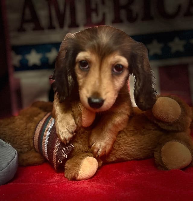 Dachshund Puppies media 6