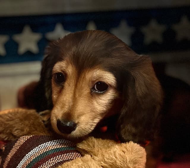 Dachshund Puppies media 7