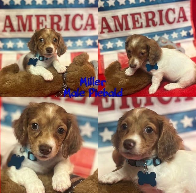 Dachshund Puppies media 7
