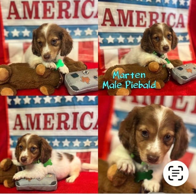 Dachshund Puppies media 8
