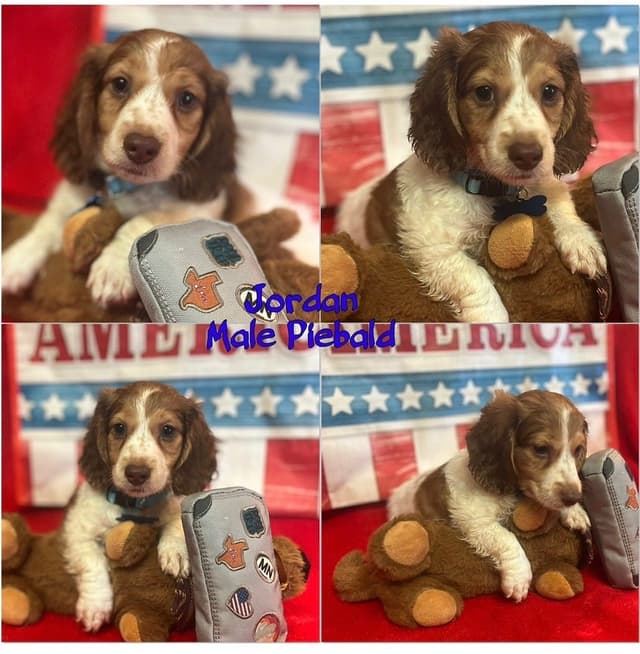 Dachshund Puppies media 9