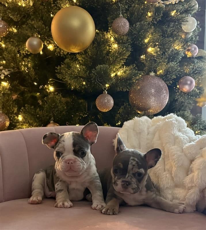 French Bulldog Puppies breeder image 3