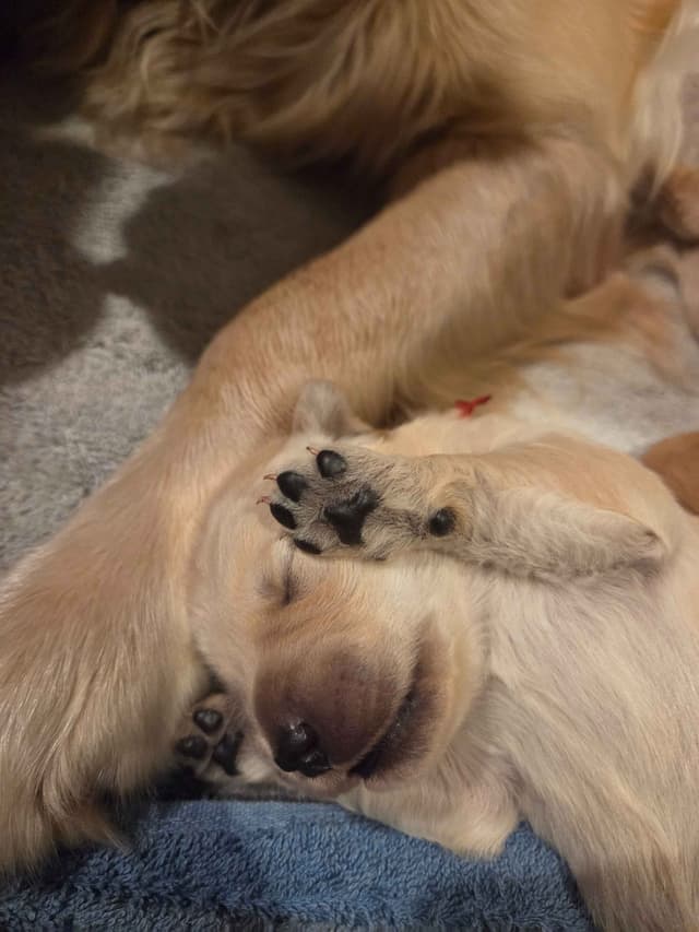 Premium AKC Golden Retrievers – Low COI & Elite Lineage media 2