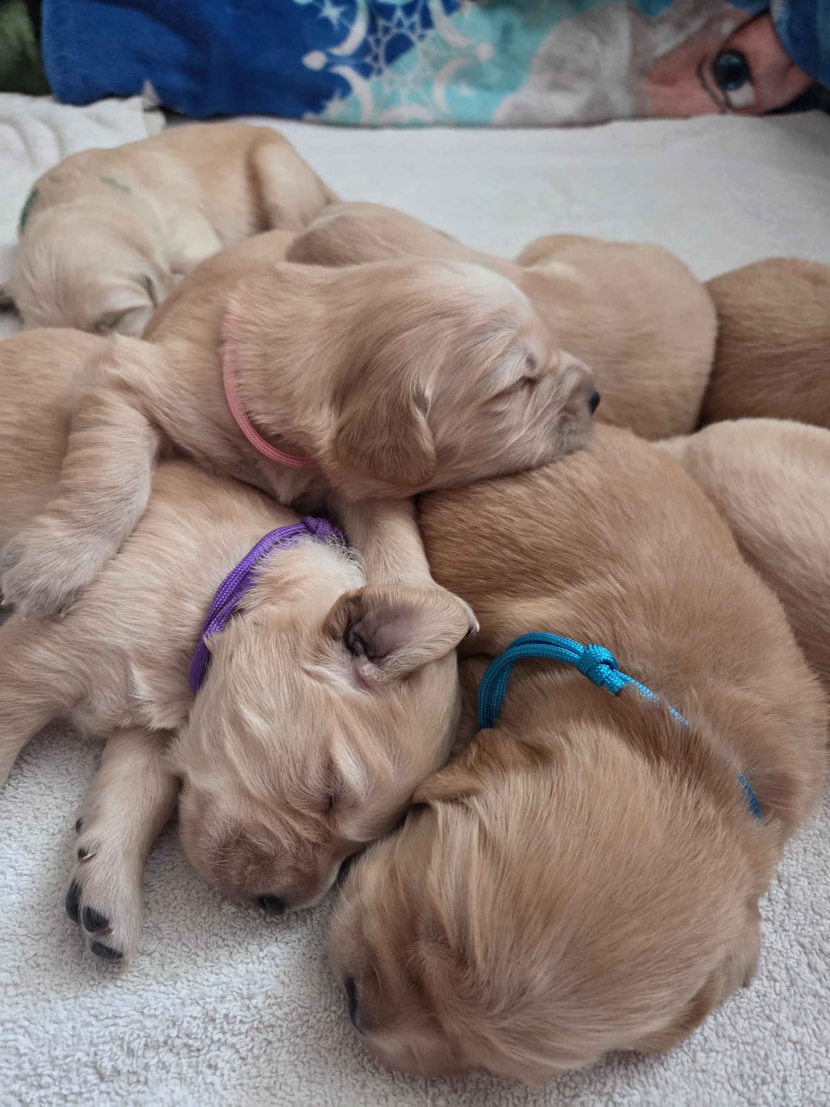 Premium AKC Golden Retrievers – Low COI & Elite Lineage breeder image 8