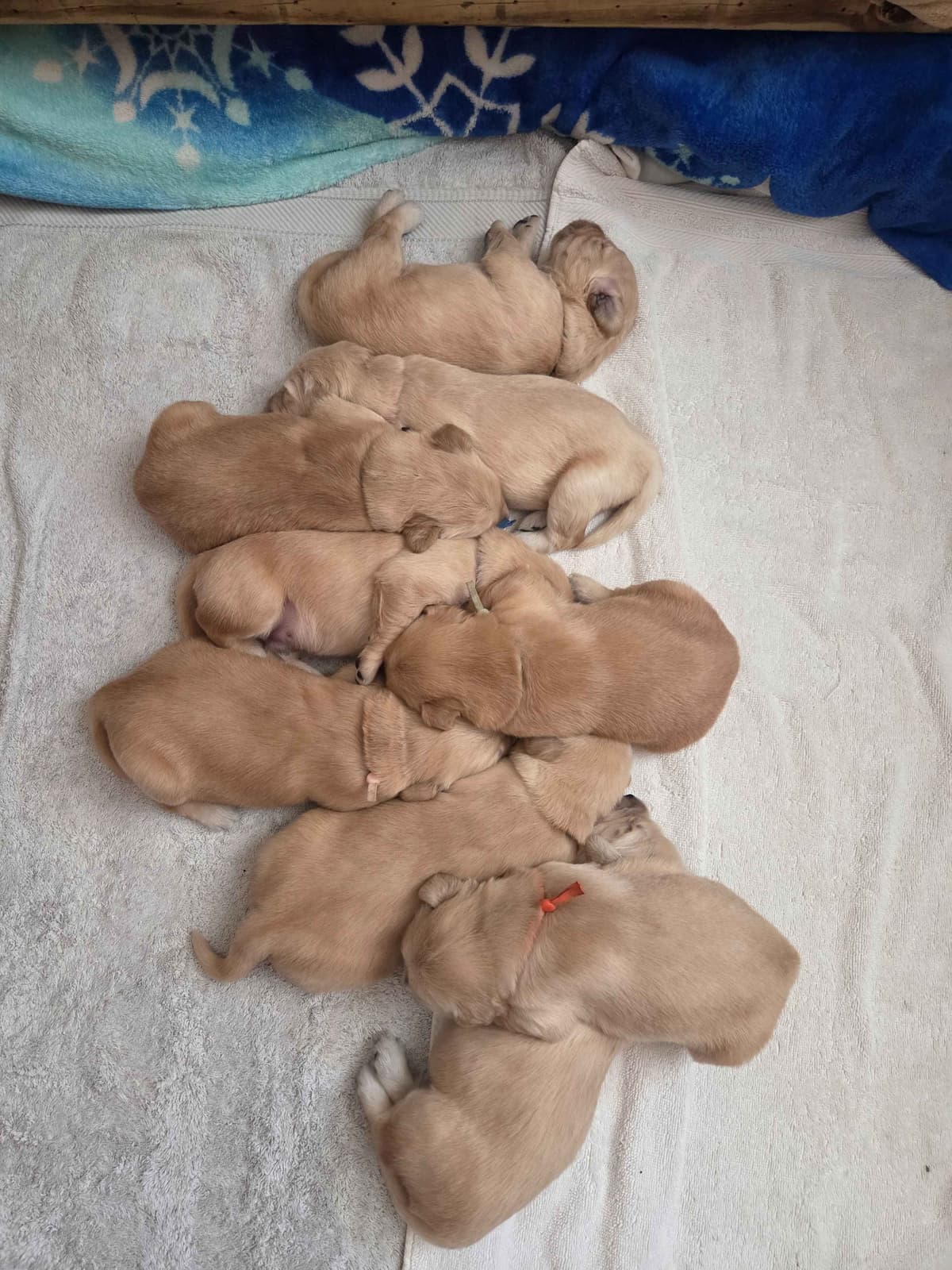 Premium AKC Golden Retrievers – Low COI & Elite Lineage breeder image 7