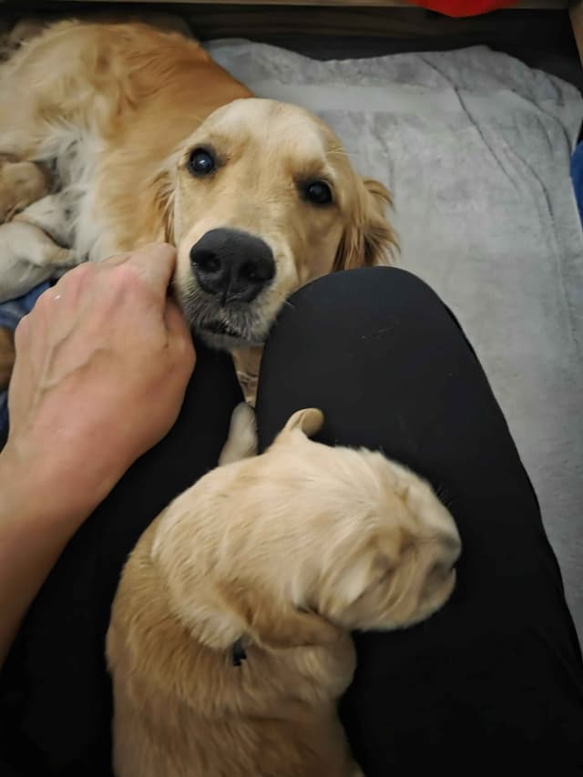 Premium AKC Golden Retrievers – Low COI & Elite Lineage media 4