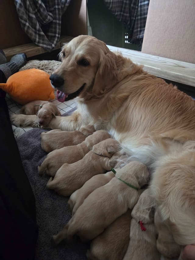Premium AKC Golden Retrievers – Low COI & Elite Lineage media 6
