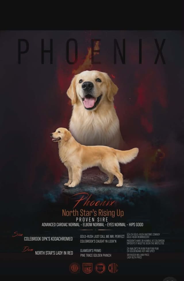 Premium AKC Golden Retrievers – Low COI & Elite Lineage media 7