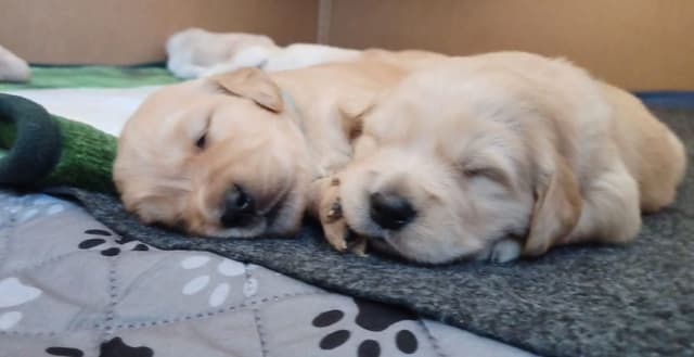 Premium AKC Golden Retrievers – Low COI & Elite Lineage media 8