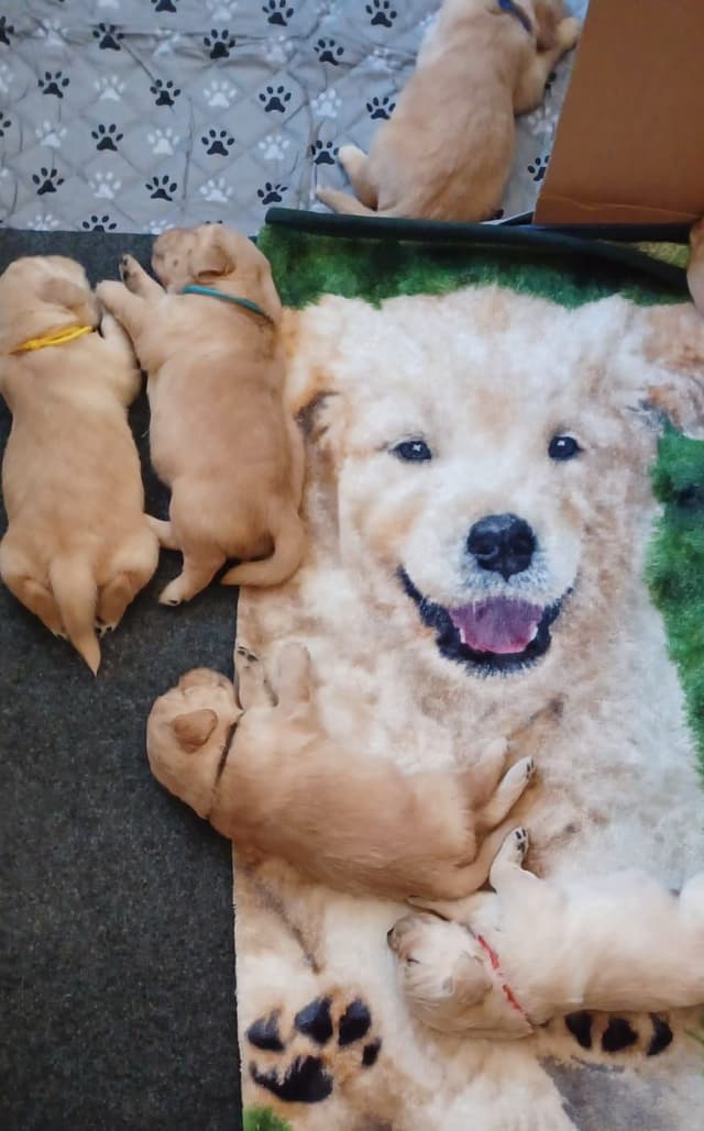 Premium AKC Golden Retrievers – Low COI & Elite Lineage media 9