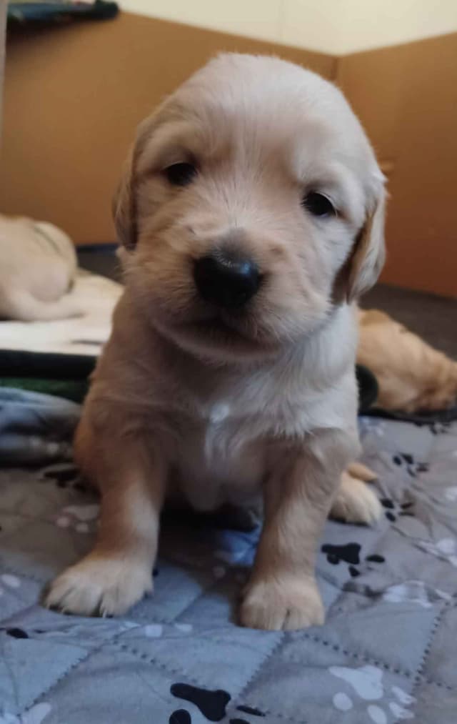 Premium AKC Golden Retrievers – Low COI & Elite Lineage media 10