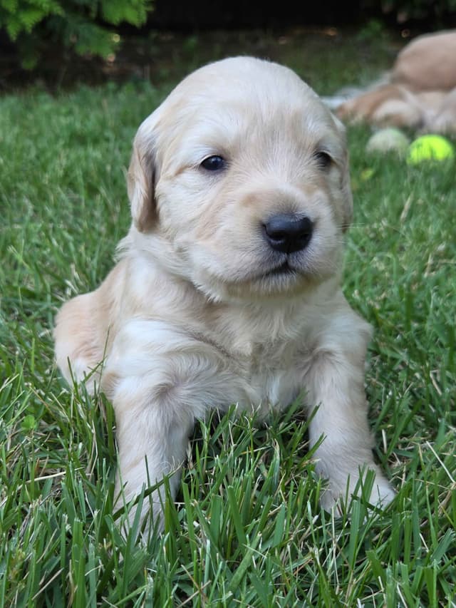 Premium AKC Golden Retrievers – Low COI & Elite Lineage media 12