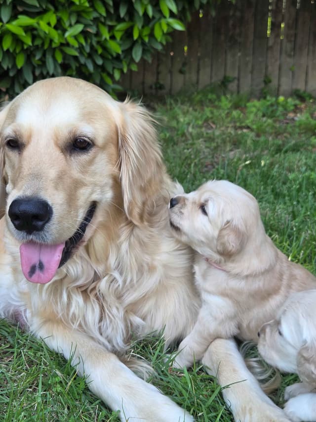 Premium AKC Golden Retrievers – Low COI & Elite Lineage media 13