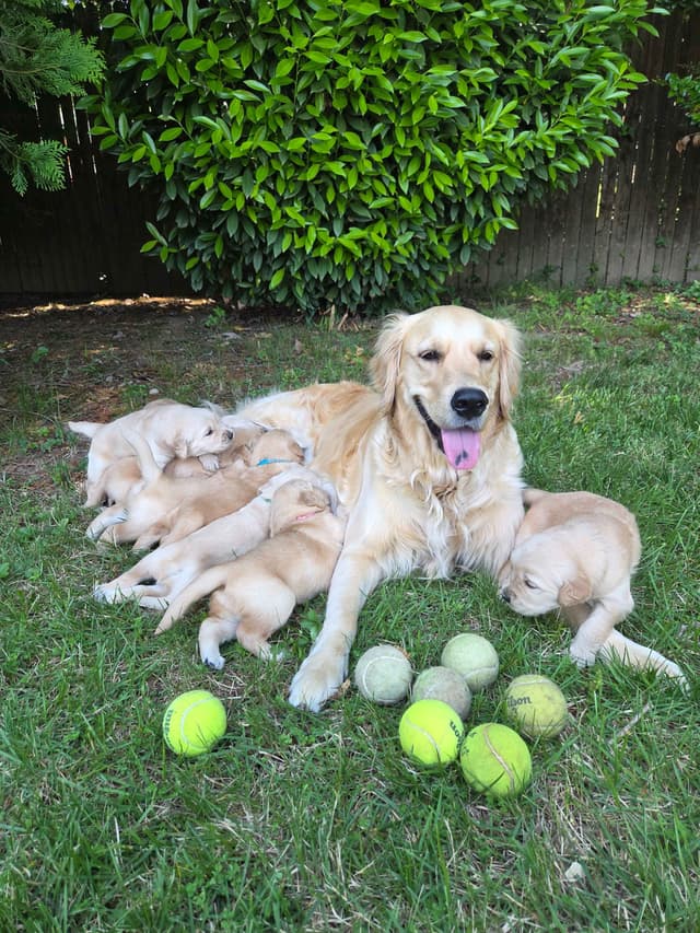 Premium AKC Golden Retrievers – Low COI & Elite Lineage media 16
