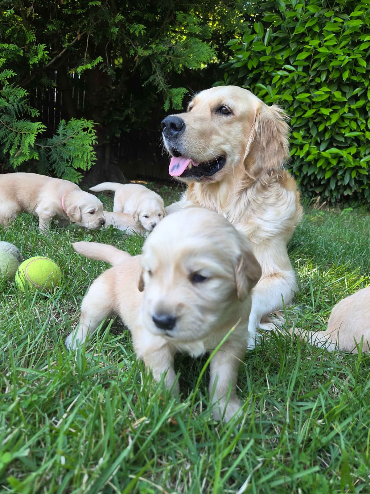 Premium AKC Golden Retrievers – Low COI & Elite Lineage breeder image 11