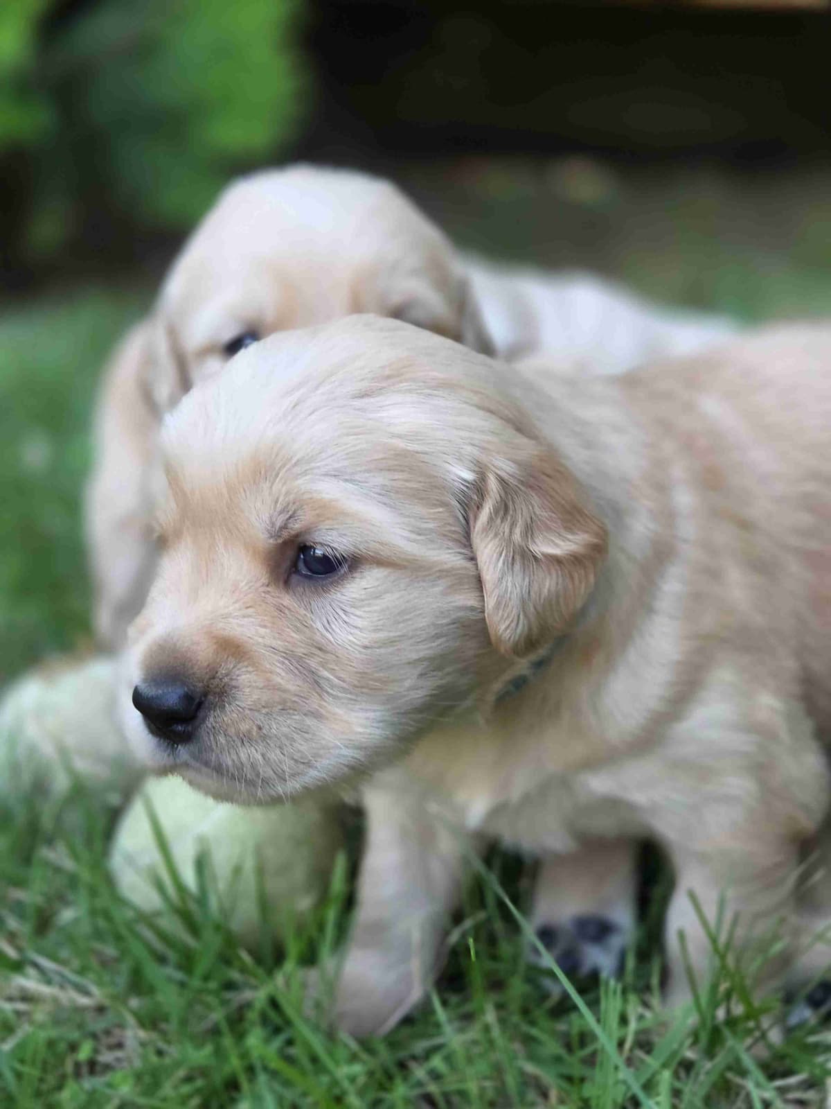 Premium AKC Golden Retrievers – Low COI & Elite Lineage breeder image 1