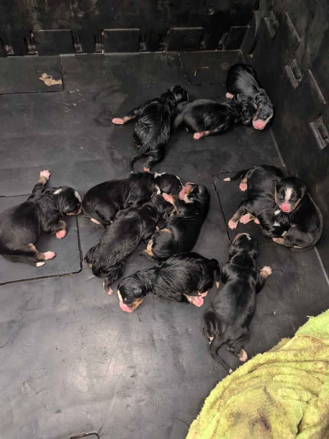 Bernese Mountain Dog Puppies media 2
