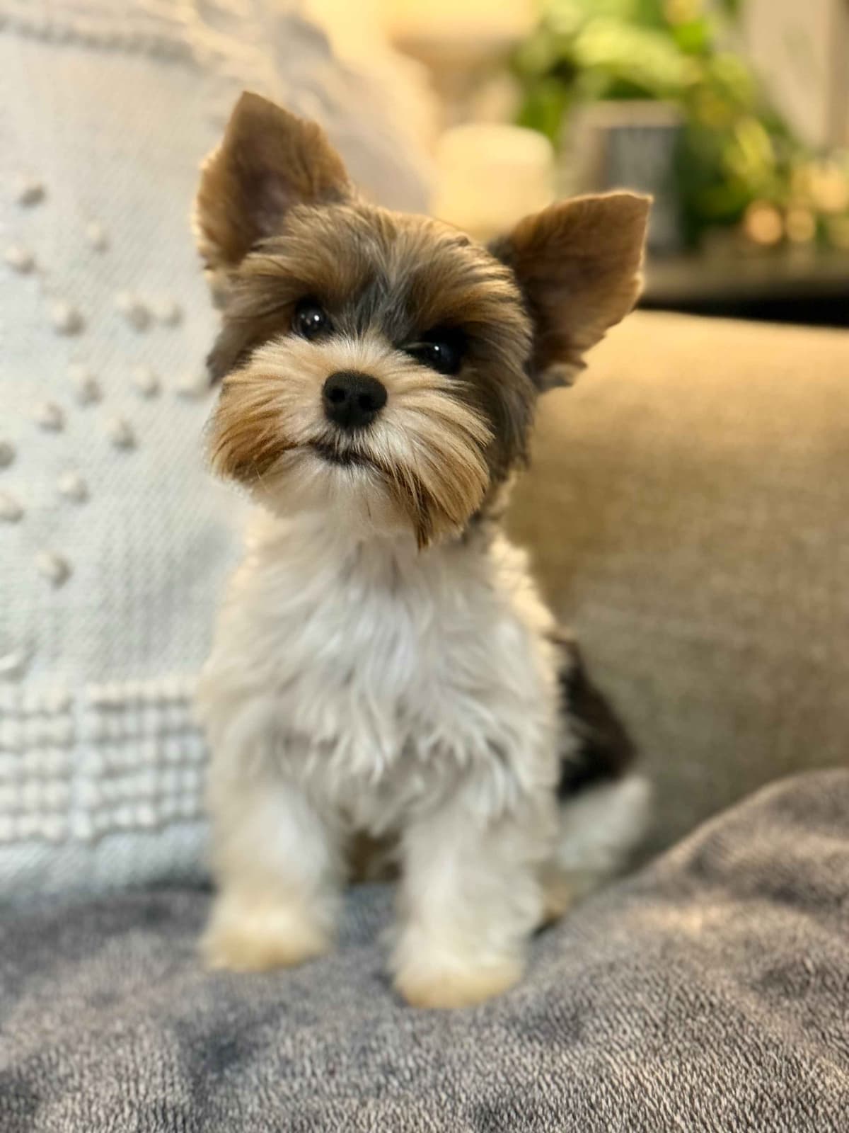 Biewer Terrier Puppies breeder image 7