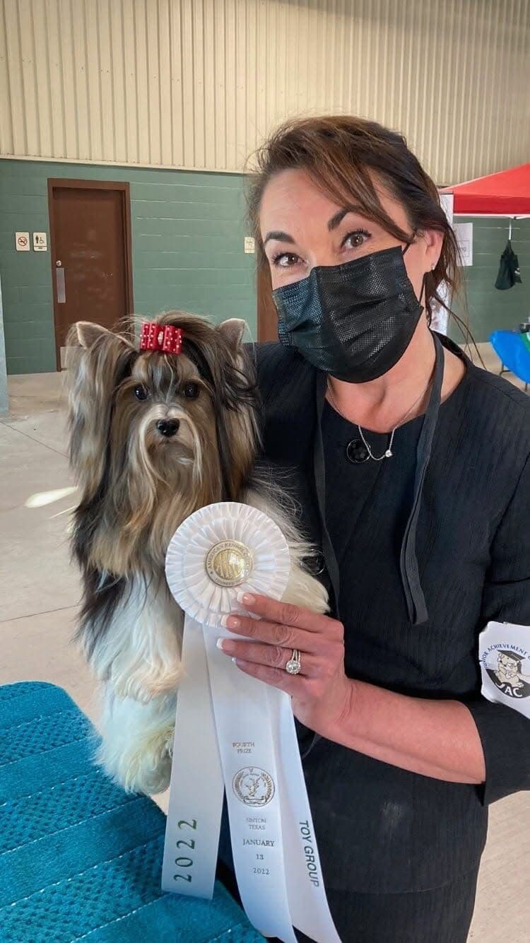 Biewer Terrier Puppies breeder image 1