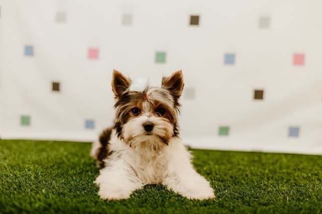 Biewer Terrier Puppies media 2