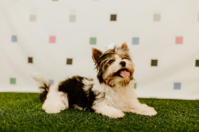 Biewer Terrier Puppies media 3