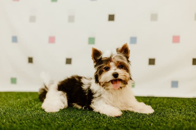 Biewer Terrier Puppies media 4