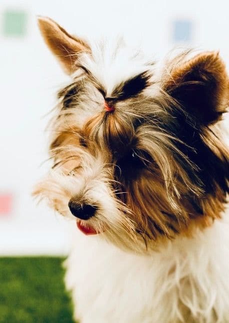 Biewer Terrier Puppies media 5