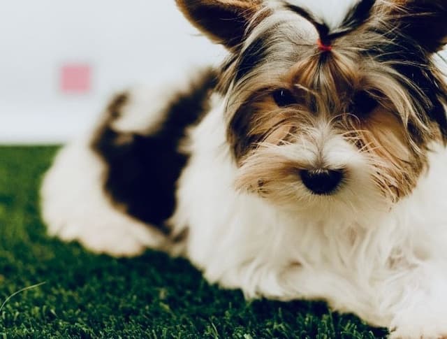 Biewer Terrier Puppies media 6