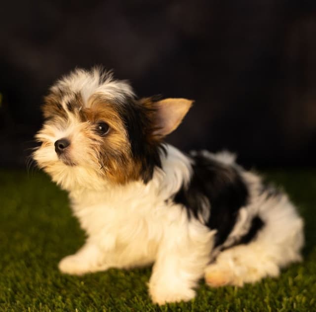 Biewer Terrier Puppies media 8
