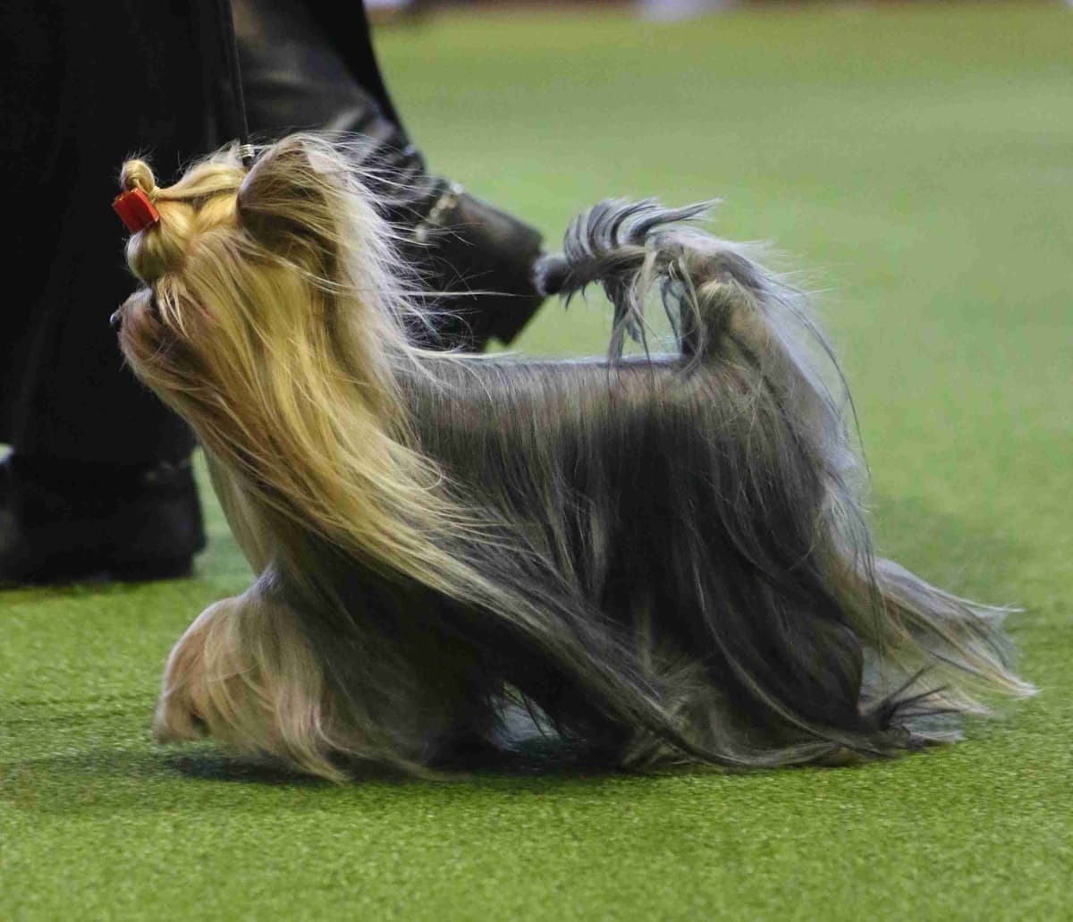 Yorkshire Terrier Puppies breeder image 3