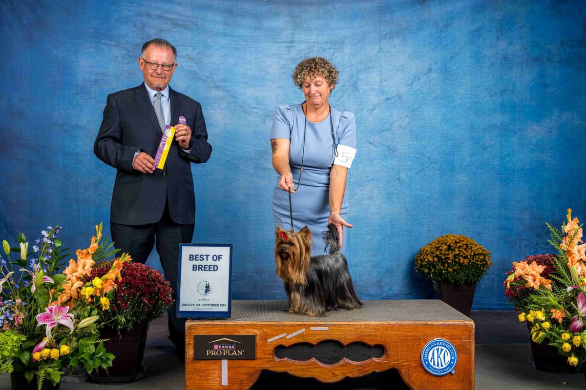 Yorkshire Terrier Puppies breeder image 7