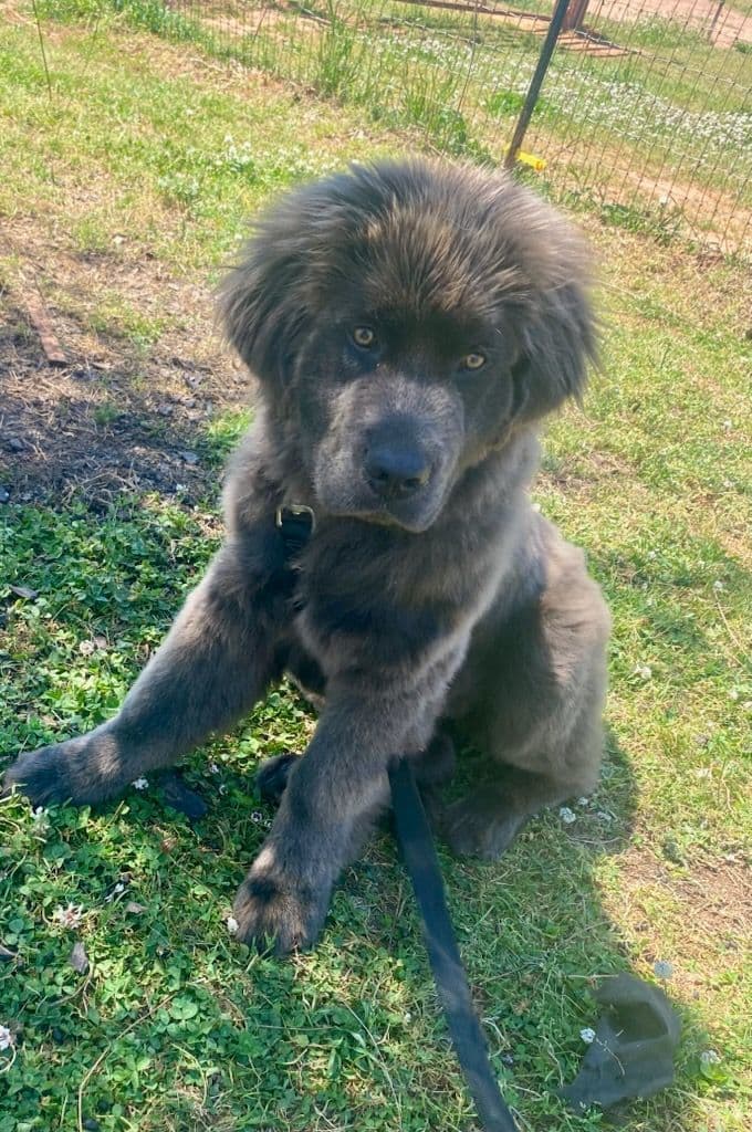 Newfoundland Puppies breeder image 1